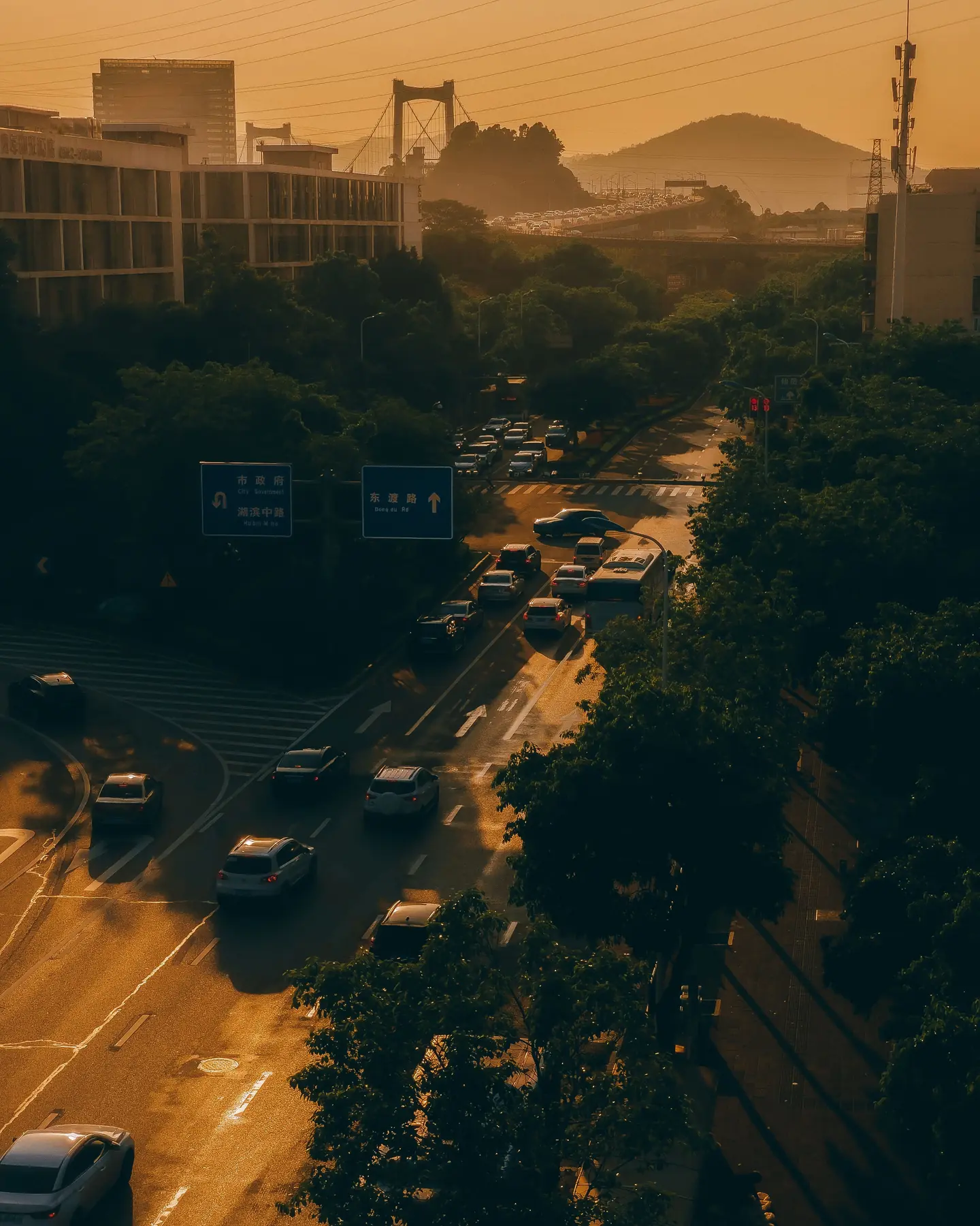 A tree-lined Xiamen street descending through warm evening light