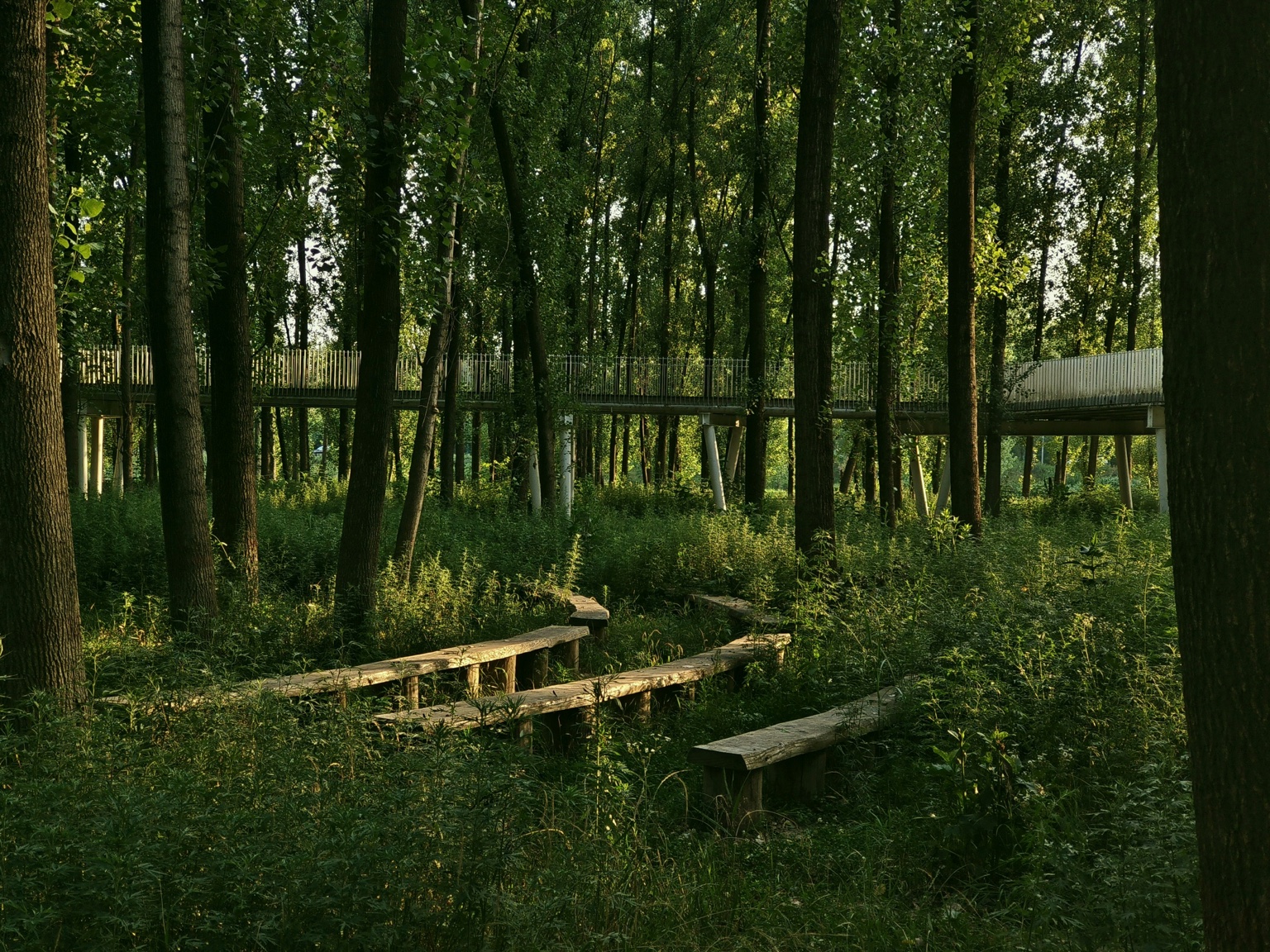 A raised pedestrian path winding through an urban woodland in Xi’an