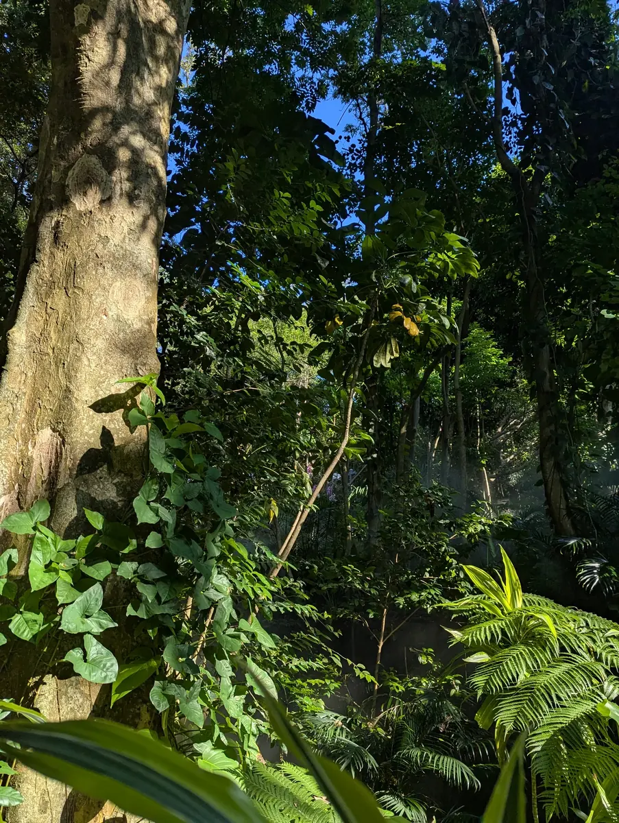 Sunlight in a botanical garden