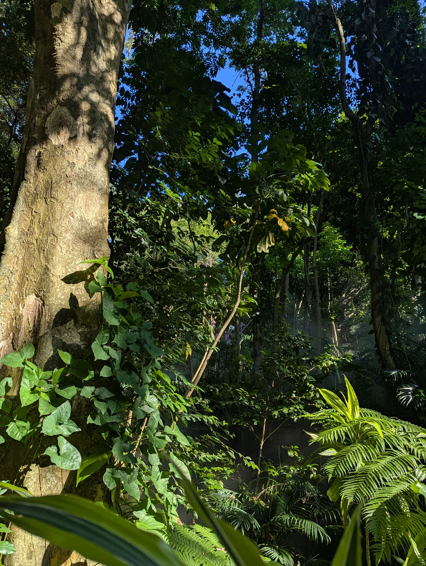 植物园树影中透出的阳光
