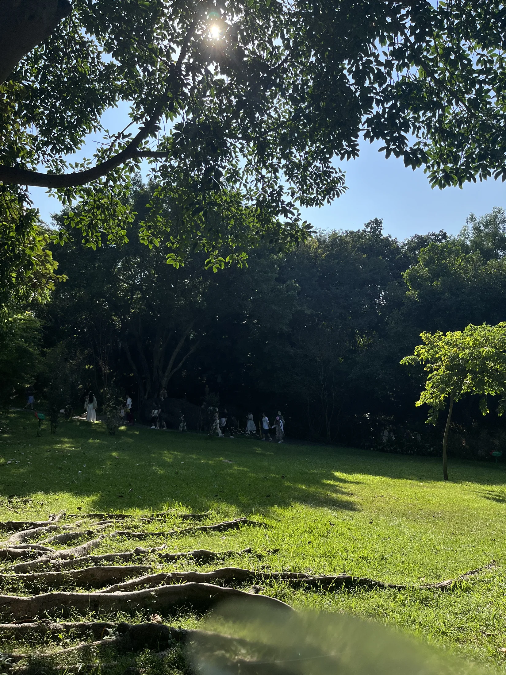 鼓浪屿建筑与绿植