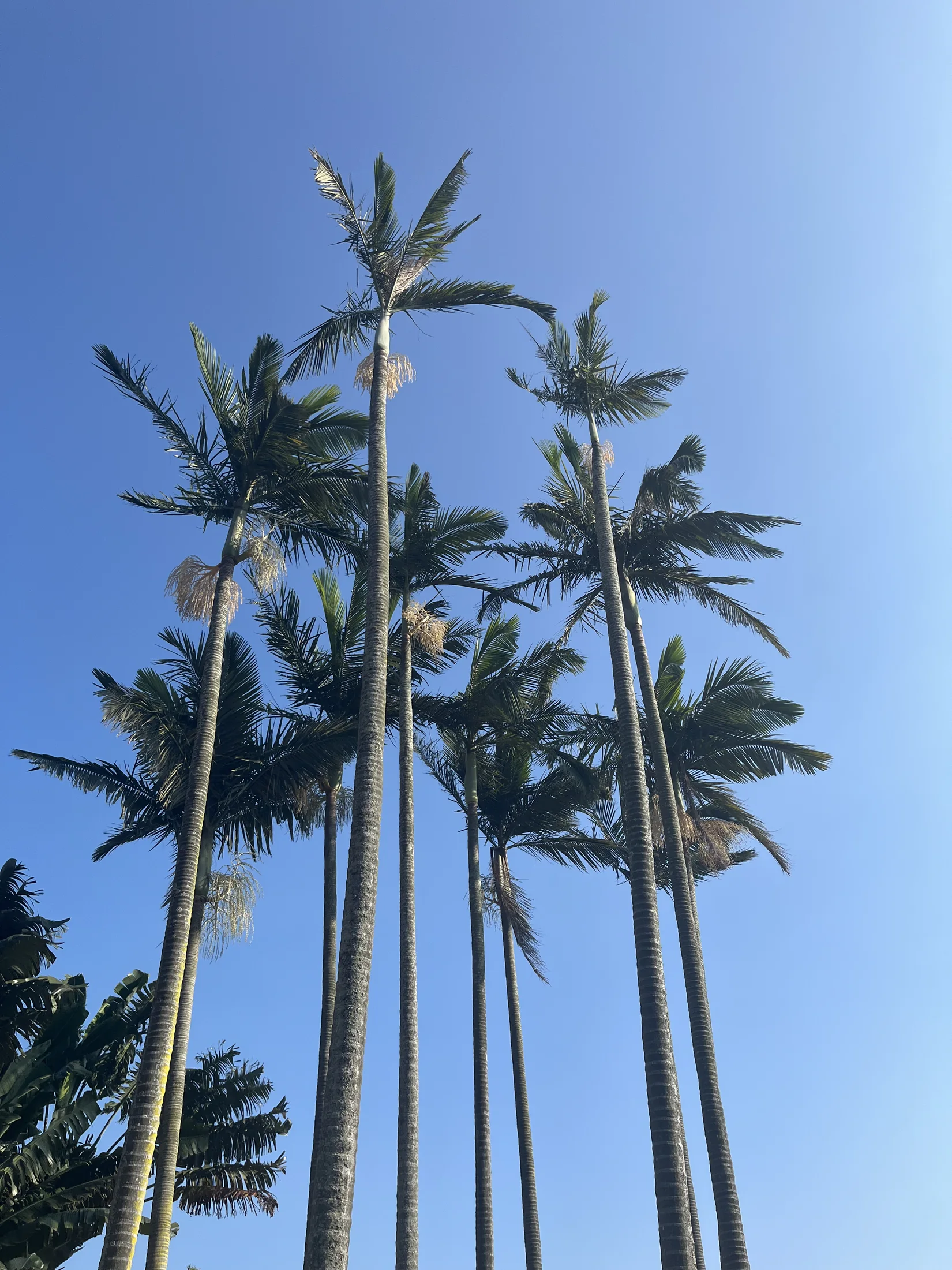 椰子树下远望城市