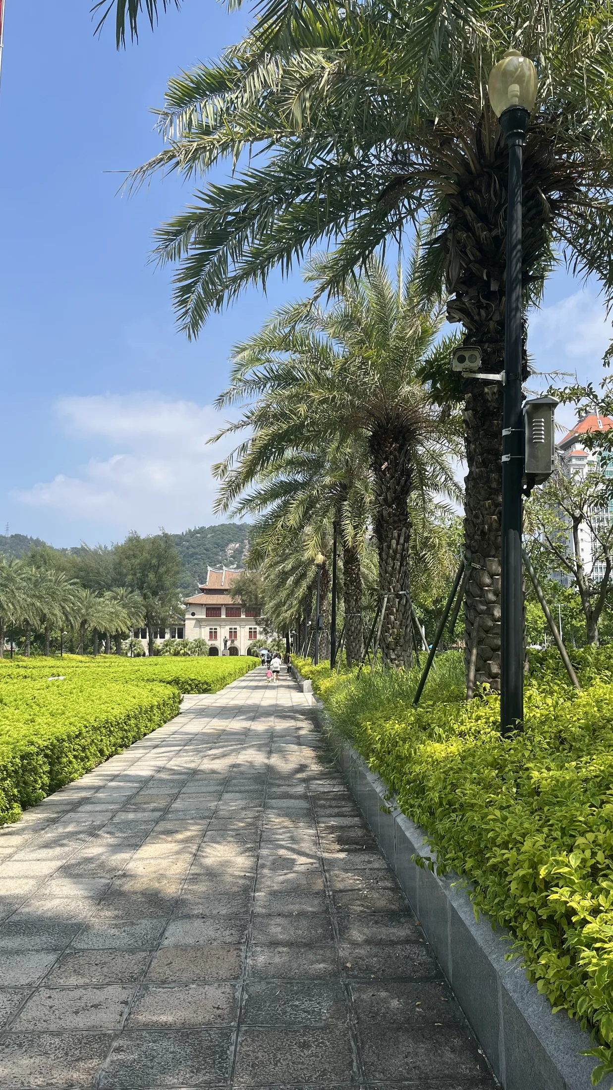 厦门大学校园树影